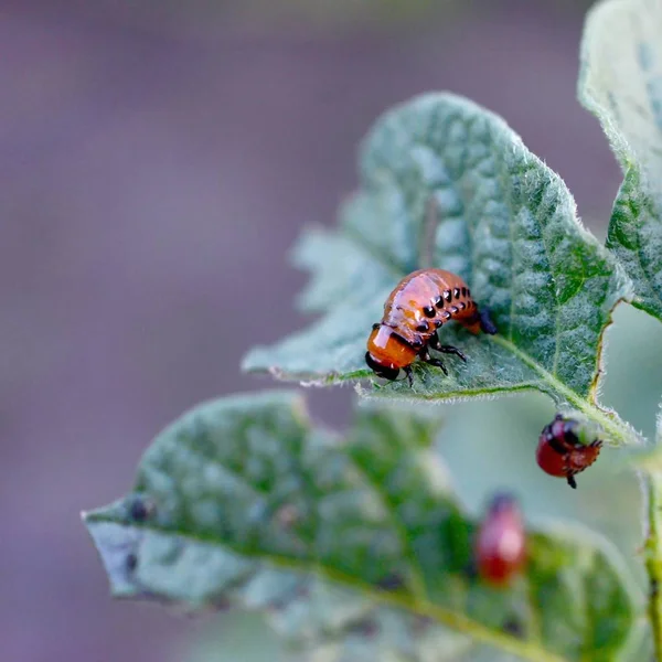 Colorado kever larven eten blad van jonge aardappel — Stockfoto