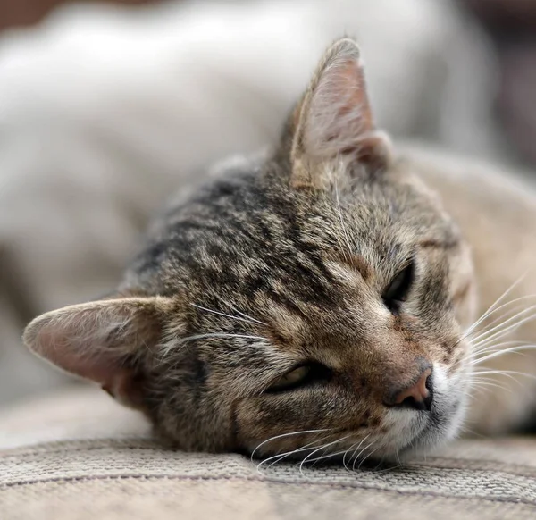 Close-up de um gato triste e preguiçoso dormindo no sofá ao ar livre à noite — Fotografia de Stock