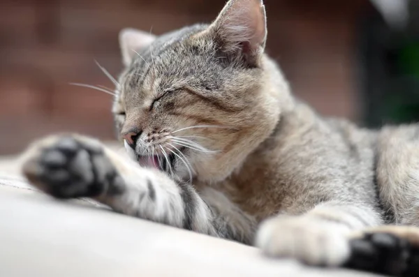 Retrato de gato tabby sentado e lambendo o cabelo ao ar livre e encontra-se no sofá marrom — Fotografia de Stock