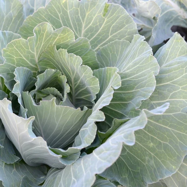 Green cabbage maturing head growing in vegetable farm — Stock Photo, Image