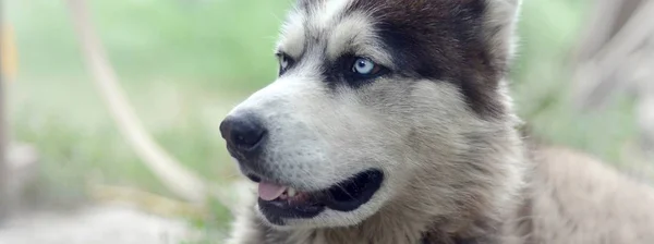 青い目を持つ北極マラミュートのマズル肖像画をクローズアップ。これはかなり大きな犬のネイティブタイプです — ストック写真