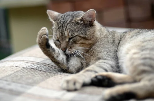 Retrato de gato tabby sentado y lamiéndose el pelo al aire libre y tumbado en un sofá marrón —  Fotos de Stock