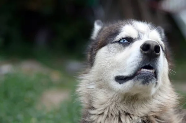 Arktische Malamute mit blauen Augen Schnauze Porträt in Großaufnahme. Dies ist ein ziemlich großer einheimischer Hundetyp — Stockfoto