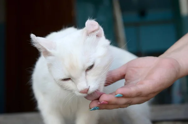 Белая кошка опускает голову, чтобы нюхать и есть кошачий корм — стоковое фото
