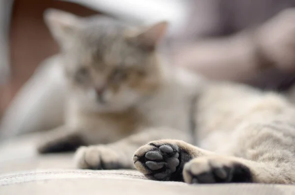Sad tabby cat lying on a soft sofa outdoors and resting with paw in focus