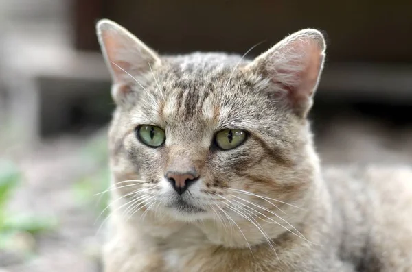 Triste bozal retrato de un gato de rayas grises con ojos verdes, enfoque selectivo —  Fotos de Stock