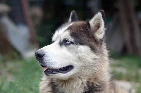 Arktische Malamute mit blauen Augen Schnauze Porträt in Großaufnahme. Dies ist ein ziemlich großer einheimischer Hundetyp — Stockfoto