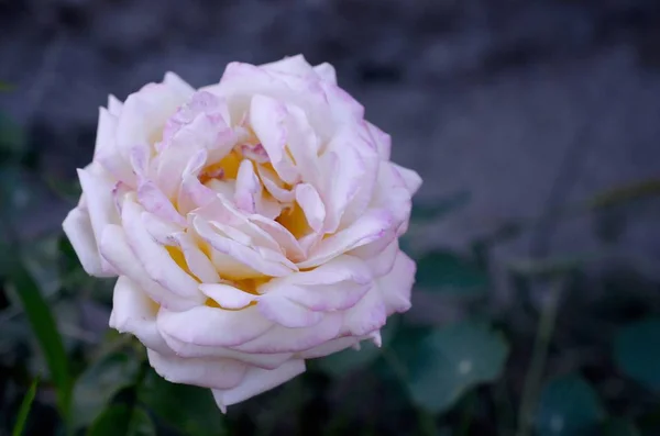 Branco rosa flor no fundo escuro verde desfocado — Fotografia de Stock