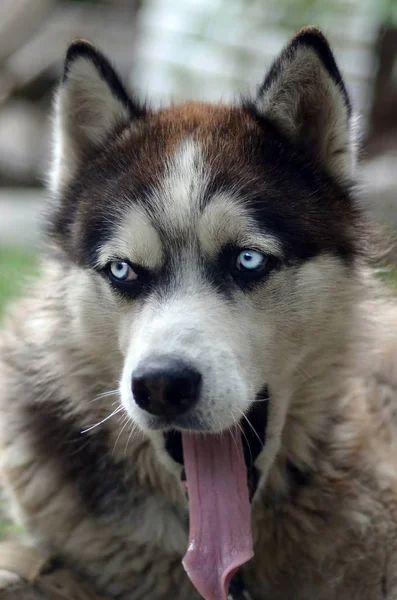 Sleepy husky dog funny yawns with wide open mouth and long tongue