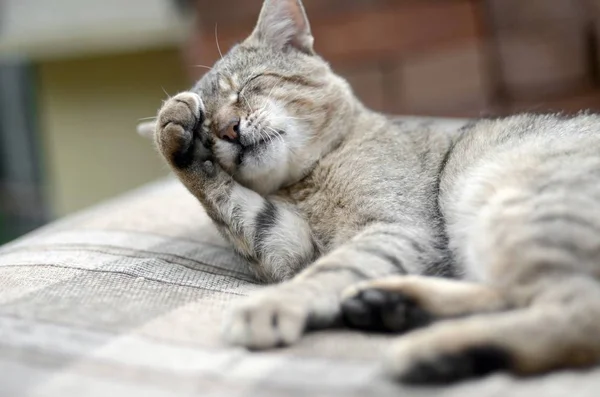 Retrato de gato tabby sentado y lamiéndose el pelo al aire libre y tumbado en un sofá marrón —  Fotos de Stock