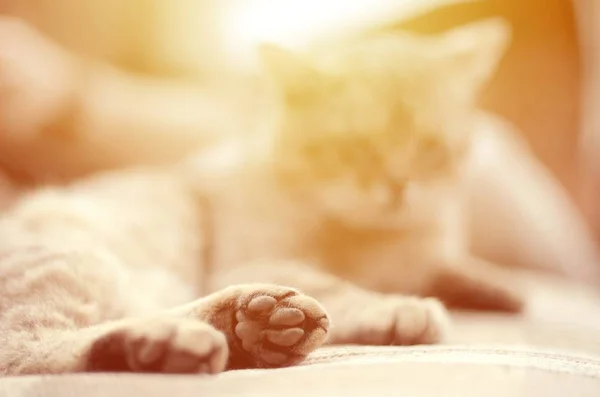 Triste gato tabby acostado en un sofá suave al aire libre y descansando con la pata en foco — Foto de Stock