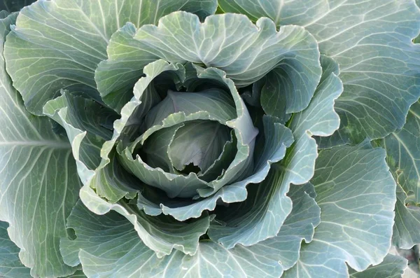 Green cabbage maturing head growing in vegetable farm — Stock Photo, Image