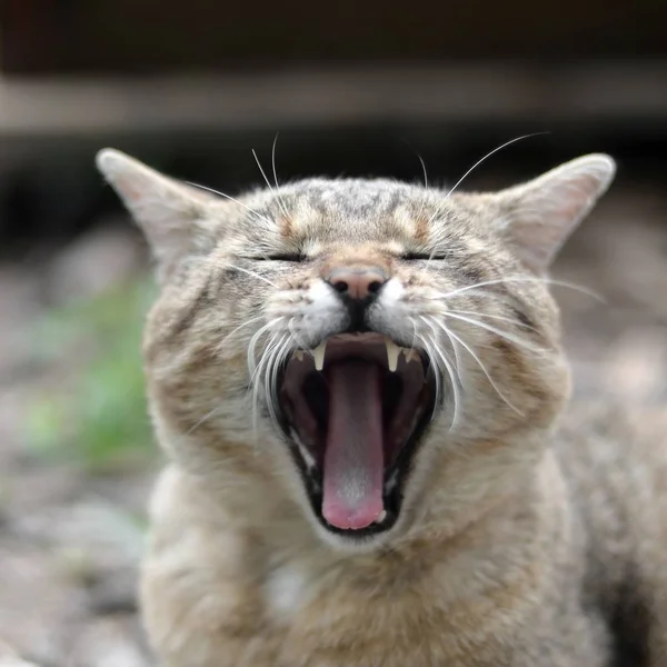 Brown tabby domestic cat yawning on blurred green yard — Stock Photo, Image