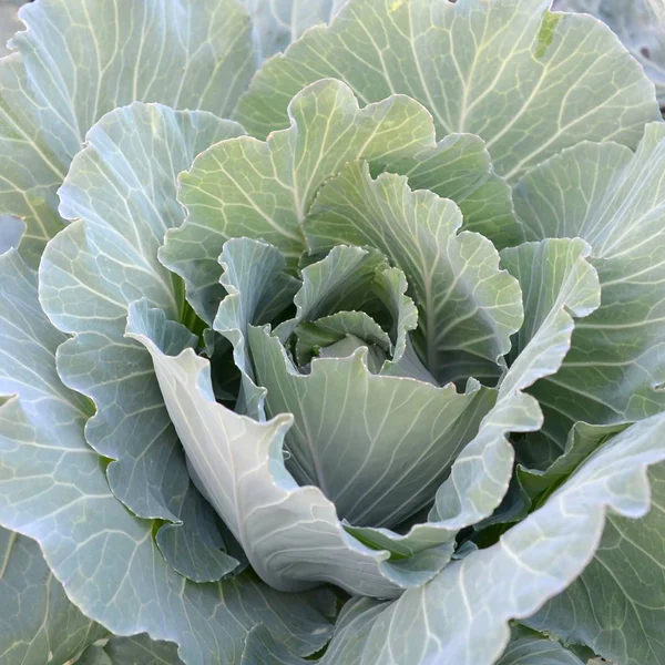 Green cabbage maturing head growing in vegetable farm — Stock Photo, Image