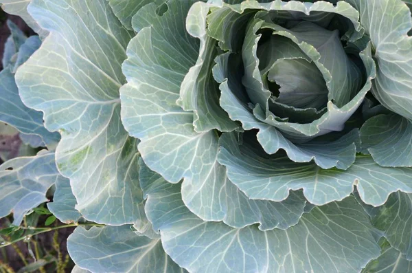Green cabbage maturing head growing in vegetable farm — Stock Photo, Image