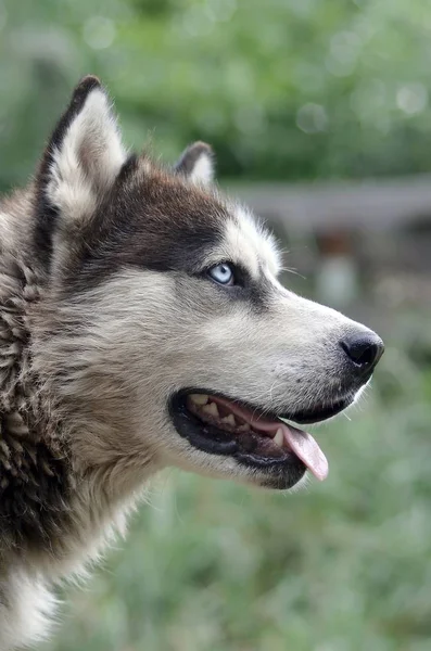 Sarkvidéki Malamute kék szeme szájkosár portré közelről. Ez egy meglehetősen nagy kutya natív típusú — Stock Fotó