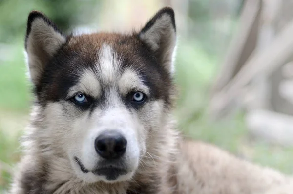 Arctic Malamute avec les yeux bleus portrait museau de près. C'est un type natif de chien assez grand — Photo