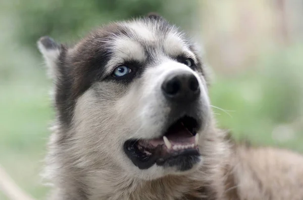 Sarkvidéki Malamute kék szeme szájkosár portré közelről. Ez egy meglehetősen nagy kutya natív típusú — Stock Fotó