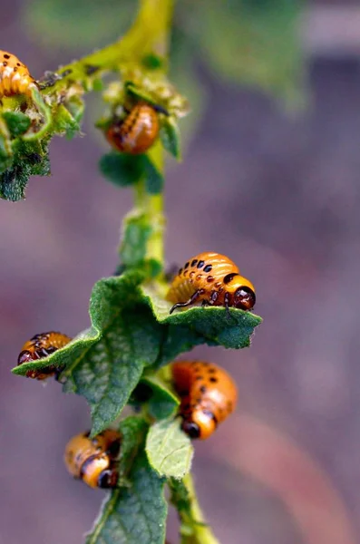 Colorado kever larven eten blad van jonge aardappel — Stockfoto