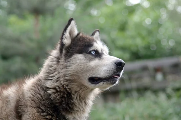 Arctic Malamute com olhos azuis retrato focinho de perto. Este é um tipo nativo de cão bastante grande — Fotografia de Stock