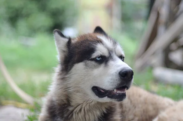 Arctic Malamute con ojos azules bozal retrato de cerca. Este es un perro bastante grande tipo nativo — Foto de Stock