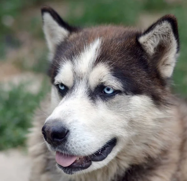 Arctic Malamute com olhos azuis retrato focinho de perto. Este é um tipo nativo de cão bastante grande — Fotografia de Stock