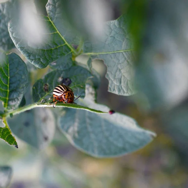 Colorado kever Leptinotarsa decemlineata kruipen op pot — Stockfoto