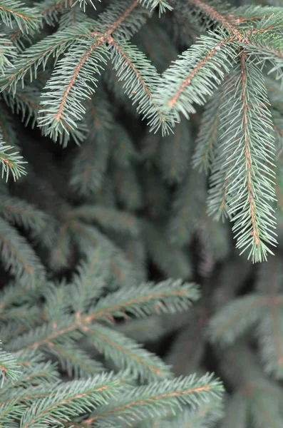 Ветви голубой или колючей ели Picea pungens закрыть на открытом воздухе — стоковое фото