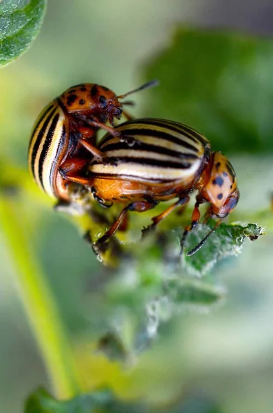 Колорадо жуки спаровування під час сидіння на картопляний кущ — стокове фото