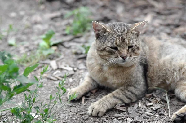 Triste bozal retrato de un gato de rayas grises con ojos verdes, enfoque selectivo —  Fotos de Stock