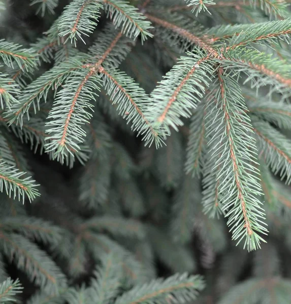 Ветви голубой или колючей ели Picea pungens закрыть на открытом воздухе — стоковое фото