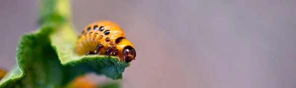 Colorado potato beetle larvae eat leaf of young potato — Stock Photo, Image