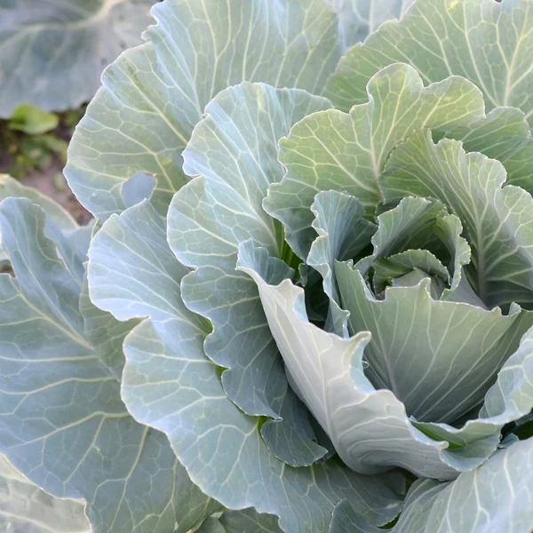 Green cabbage maturing head growing in vegetable farm — Stock Photo, Image