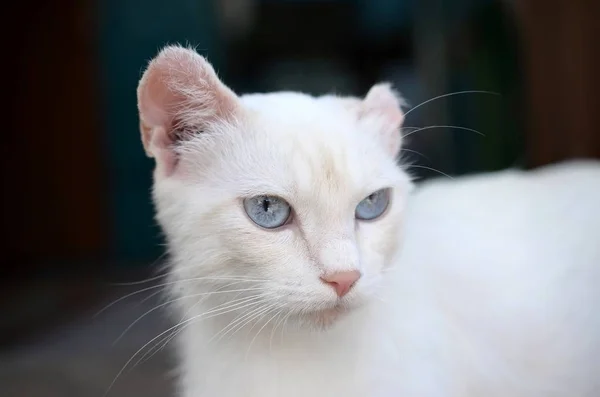 Чистый белый кот с бирюзовыми голубыми глазами и розовыми дефектными ушами — стоковое фото