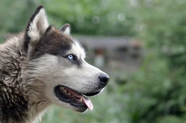 Arctic Malamute with blue eyes muzzle portrait close up. This is a fairly large dog native type — Stock Photo, Image