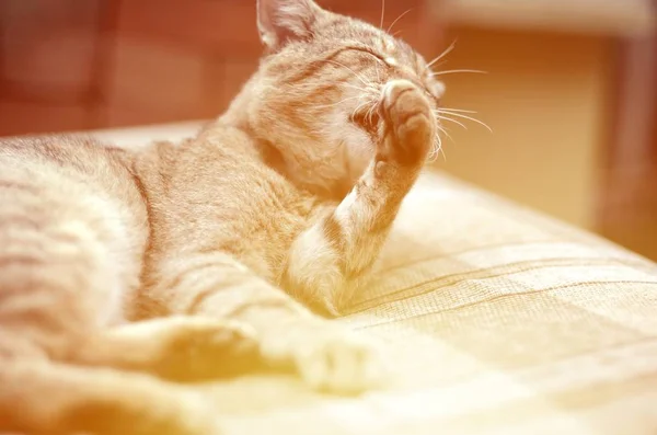 Retrato de gato tabby sentado e lambendo o cabelo ao ar livre e encontra-se no sofá marrom — Fotografia de Stock