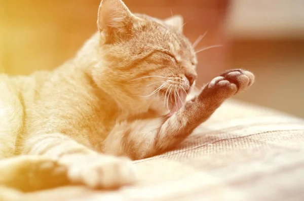 Retrato de gato tabby sentado e lambendo o cabelo ao ar livre e encontra-se no sofá marrom — Fotografia de Stock