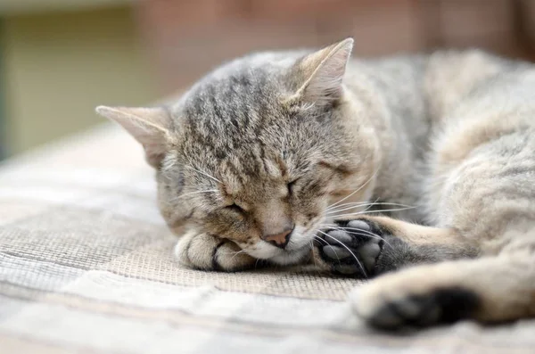 Κοντά σε ένα θλιμμένο και τεμπέλη γάτα που κοιμάται στον καναπέ σε εξωτερικούς χώρους το βράδυ — Φωτογραφία Αρχείου