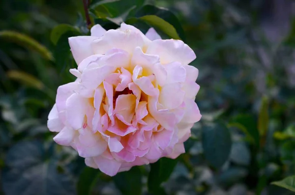 Branco rosa flor no fundo escuro verde desfocado — Fotografia de Stock