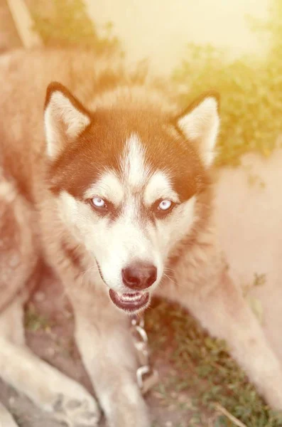 Arctic Malamute con ojos azules bozal retrato de cerca. Este es un perro bastante grande tipo nativo — Foto de Stock