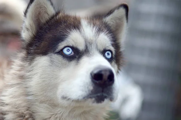 Arktische Malamute mit blauen Augen Schnauze Porträt in Großaufnahme. Dies ist ein ziemlich großer einheimischer Hundetyp — Stockfoto