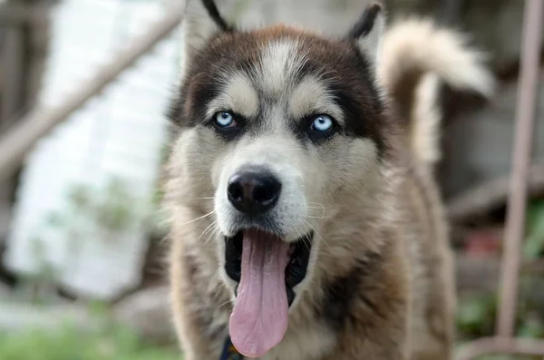 Sleepy husky cane sbadigli divertenti con bocca spalancata e lingua lunga — Foto Stock