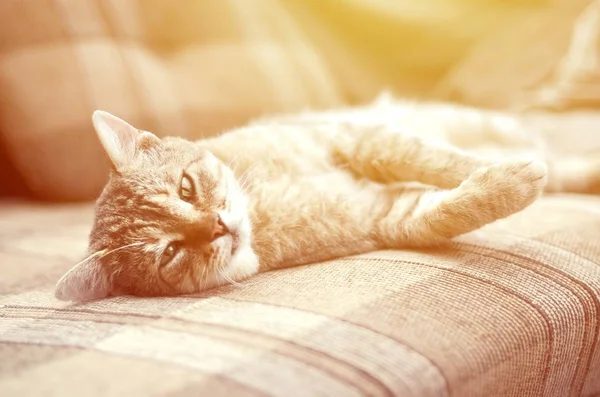 stock image Close up of a sad and lazy tabby cat napping on the couch outdoors in evening