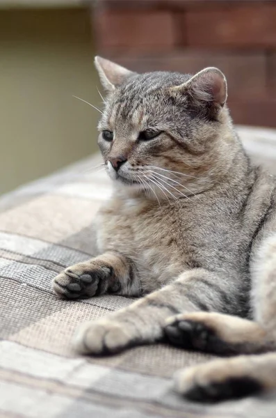 Yeşil gözlü gri çizgili tabby kedi sad namlu portre, seçici odak