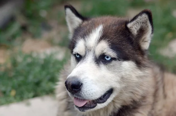 Arktische Malamute mit blauen Augen Schnauze Porträt in Großaufnahme. Dies ist ein ziemlich großer einheimischer Hundetyp — Stockfoto