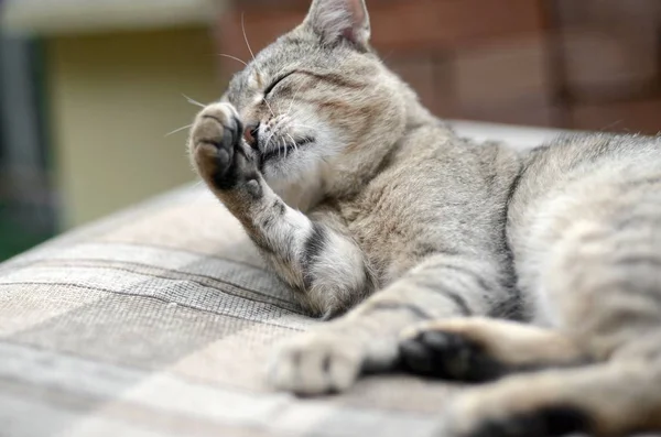 Портрет табби-кота, сидящего и облизывающего волосы на открытом воздухе и лежащего на коричневом диване — стоковое фото