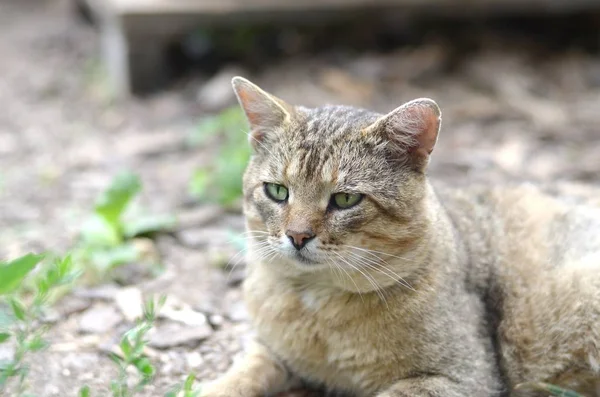 Triste bozal retrato de un gato de rayas grises con ojos verdes, enfoque selectivo —  Fotos de Stock