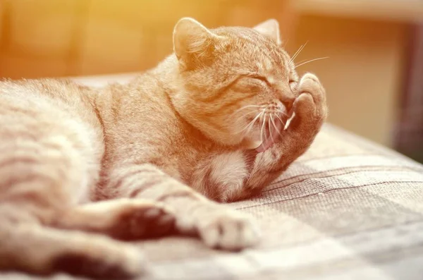 Retrato de gato tabby sentado e lambendo o cabelo ao ar livre e encontra-se no sofá marrom — Fotografia de Stock