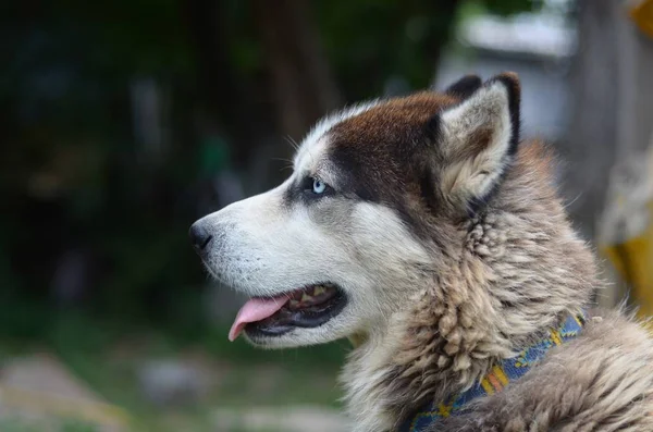 Arctic Malamute con ojos azules bozal retrato de cerca. Este es un perro bastante grande tipo nativo — Foto de Stock