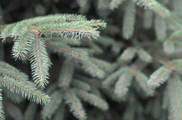 Κλαδιά από μπλε ή φραγκοσυκιές ερυθρελάτη Picea pungens κοντά σε εξωτερικούς χώρους — Φωτογραφία Αρχείου